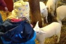 Flere Lammesprell i Norkirken