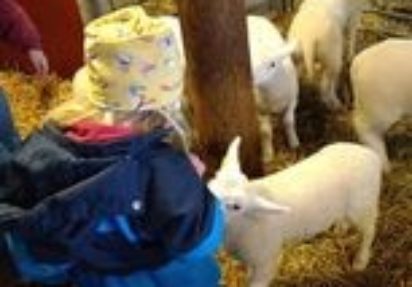 Flere Lammesprell i Norkirken
