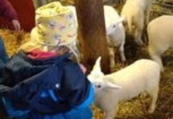 Flere Lammesprell i Norkirken